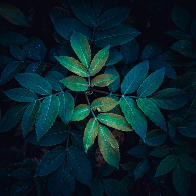 Anleitung: Neemöl gegen Wollläuse anwenden