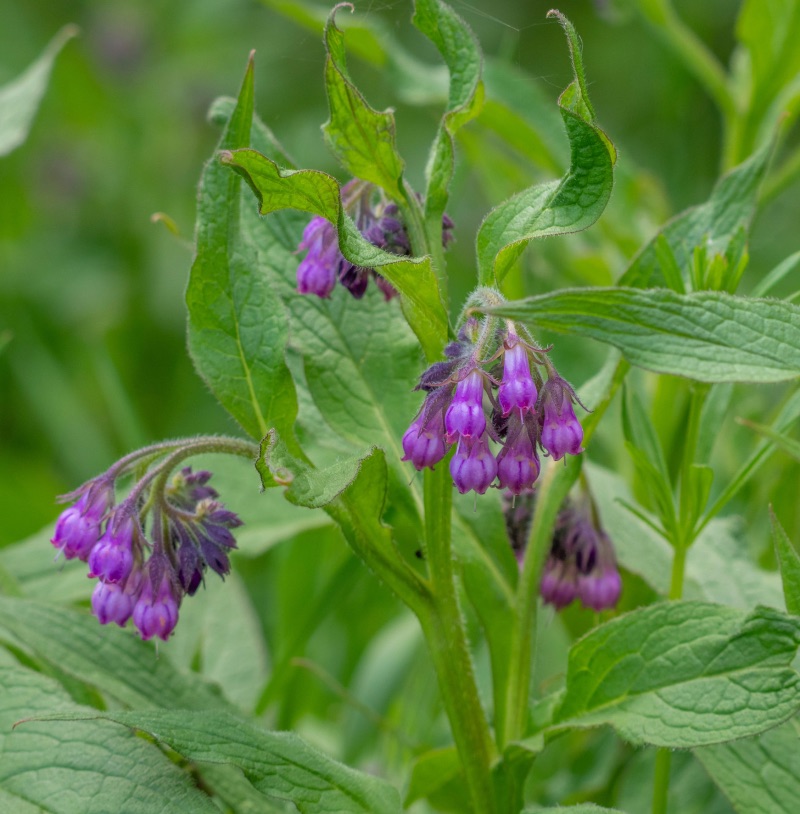 Wofür hilft Beinwell?
